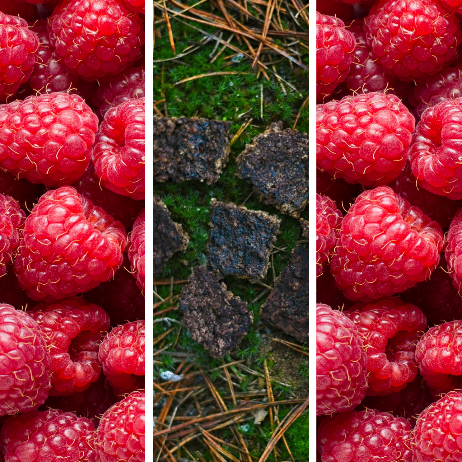 Ciastka Renifer + Malina